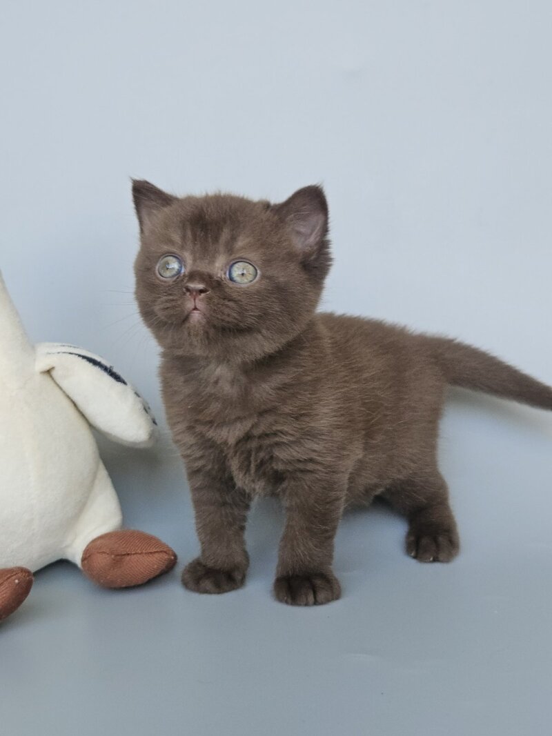 Ash British Shorthair female, chocolate