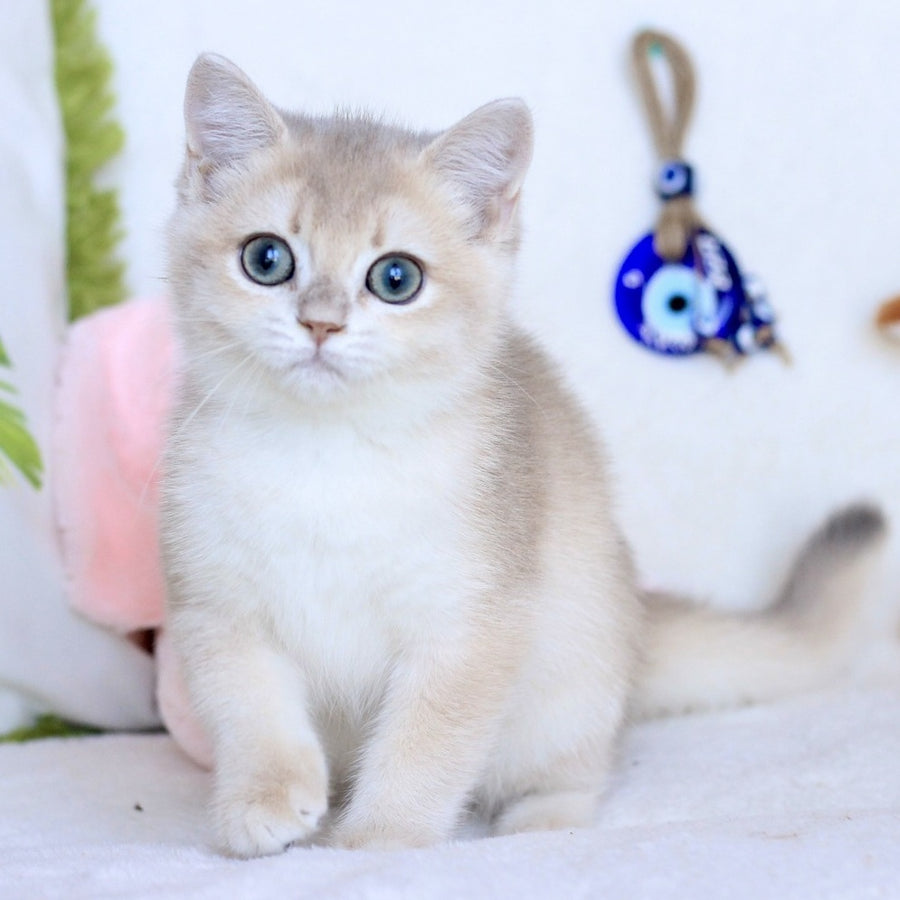 Webster British Shorthair male, blue golden chinchilla