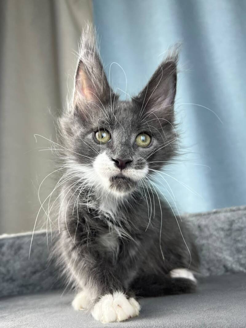 Nautilus Maine Coon male, blue with white
