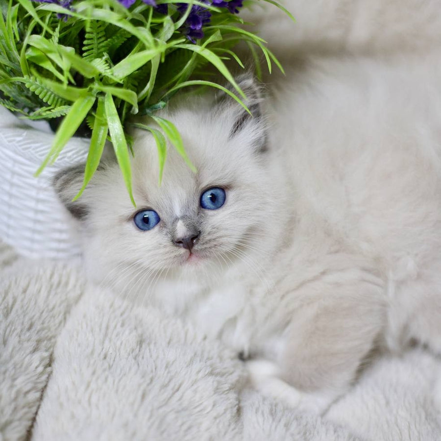 Roddy Ragdoll male, blue mitted