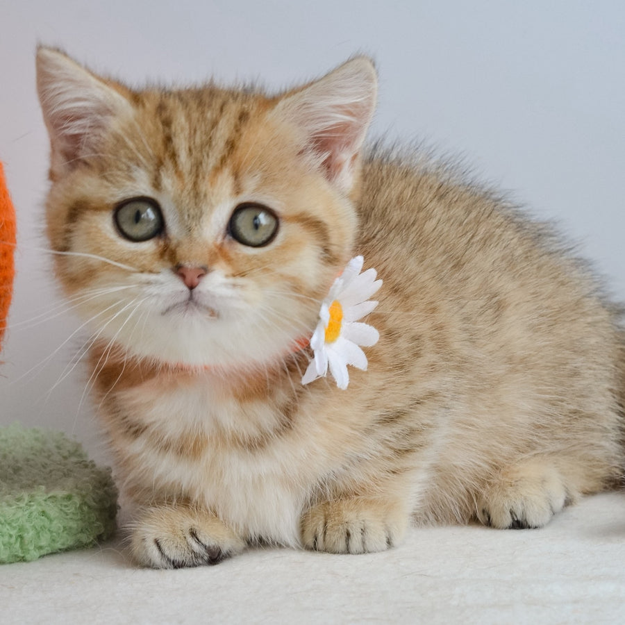 Ines Munchkin female, black golden spotted tabby