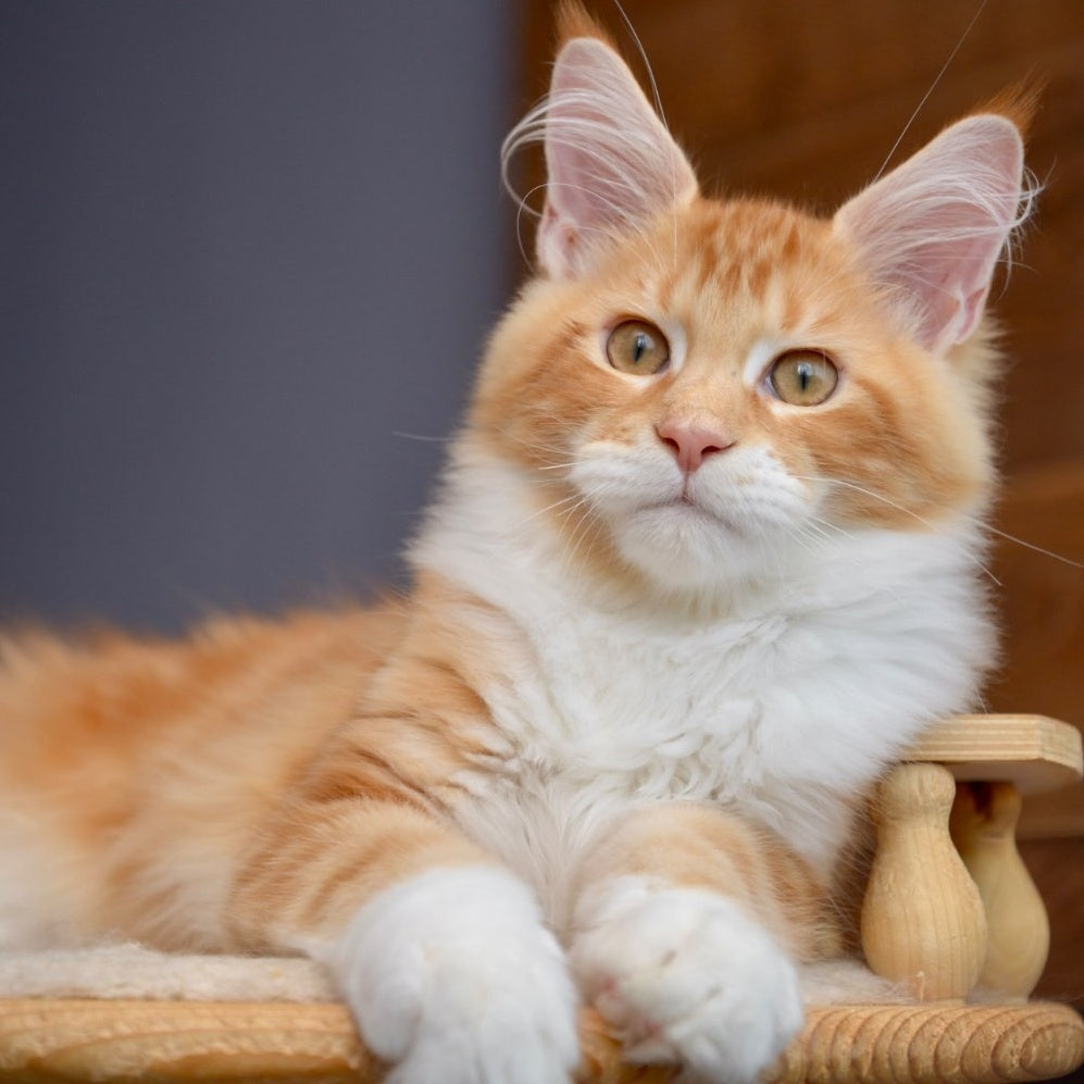 Xotil Maine Coon male, red with white tabby