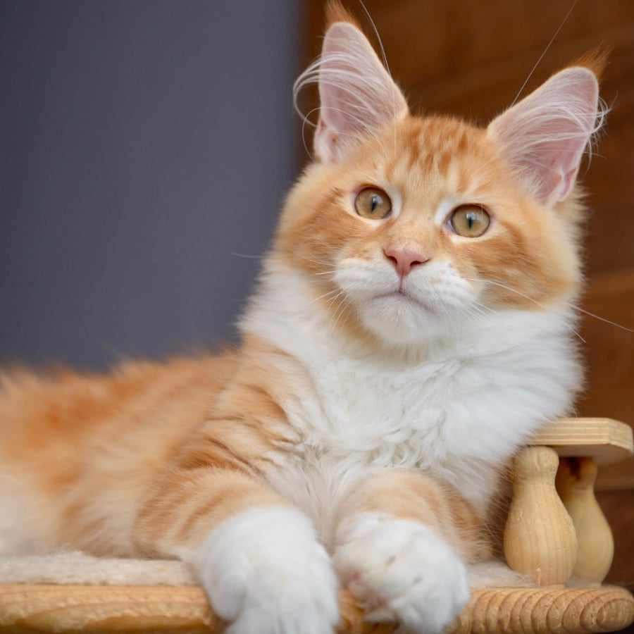 Xotil Maine Coon male, red with white tabby