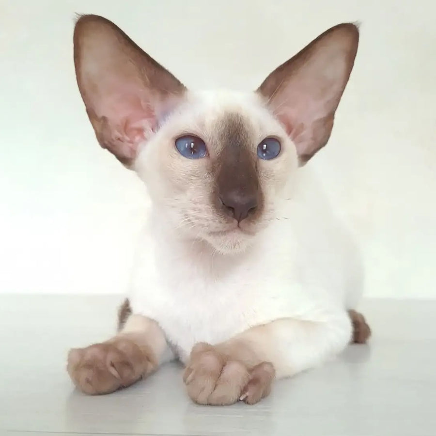 Logan Siamese male, chocolate