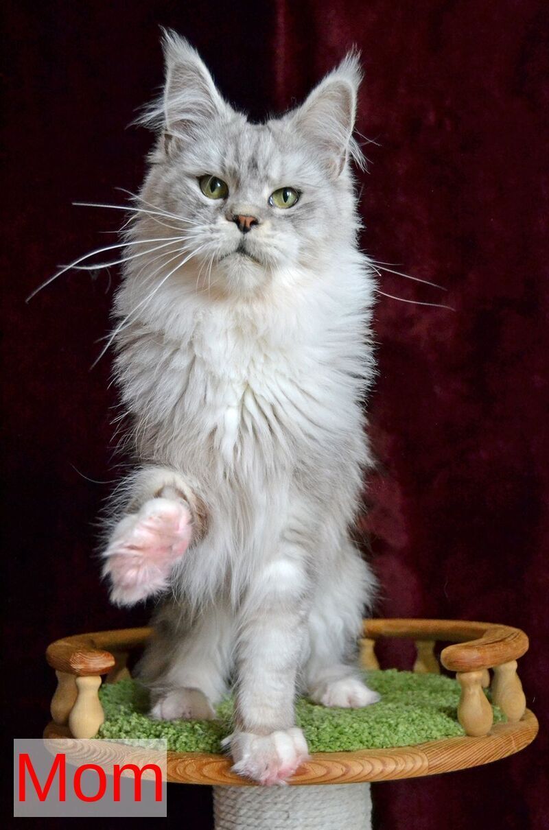 Korol Maine Coon male blue silver bicolour tabby live animals