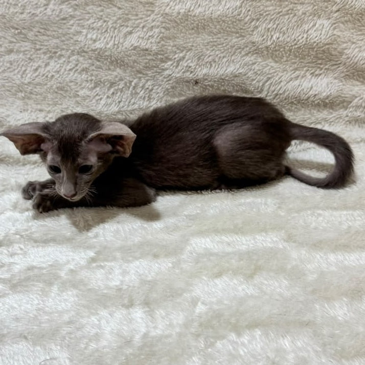 Kasper Oriental Shorthair male, lilac