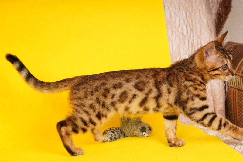 Jaguar Bengal male, black spotted tabby