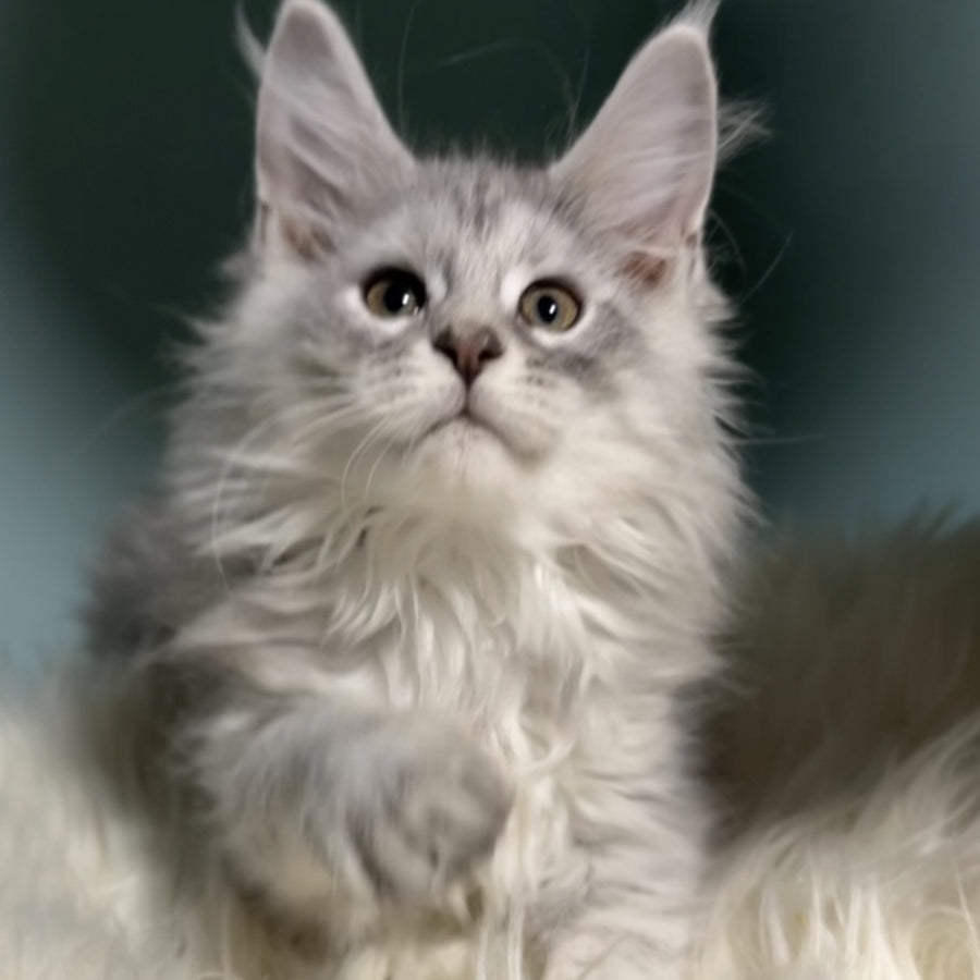 Hello Kitty Maine Coon female, blue silver spotted tabby