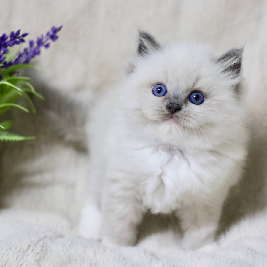 Royce Ragdoll male, blue mitted