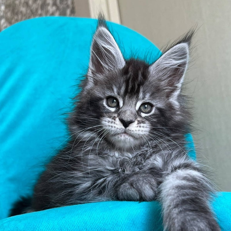 Zabava Maine Coon female, black silver tabby
