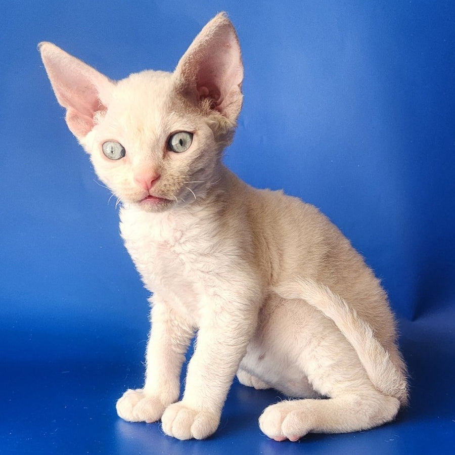 Maria Devon Rex female, chocolate tabby pointed
