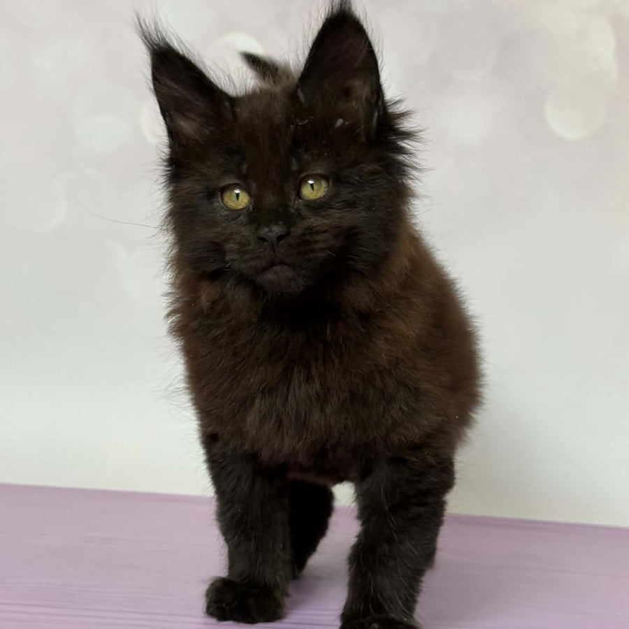 Fank Maine Coon male, black