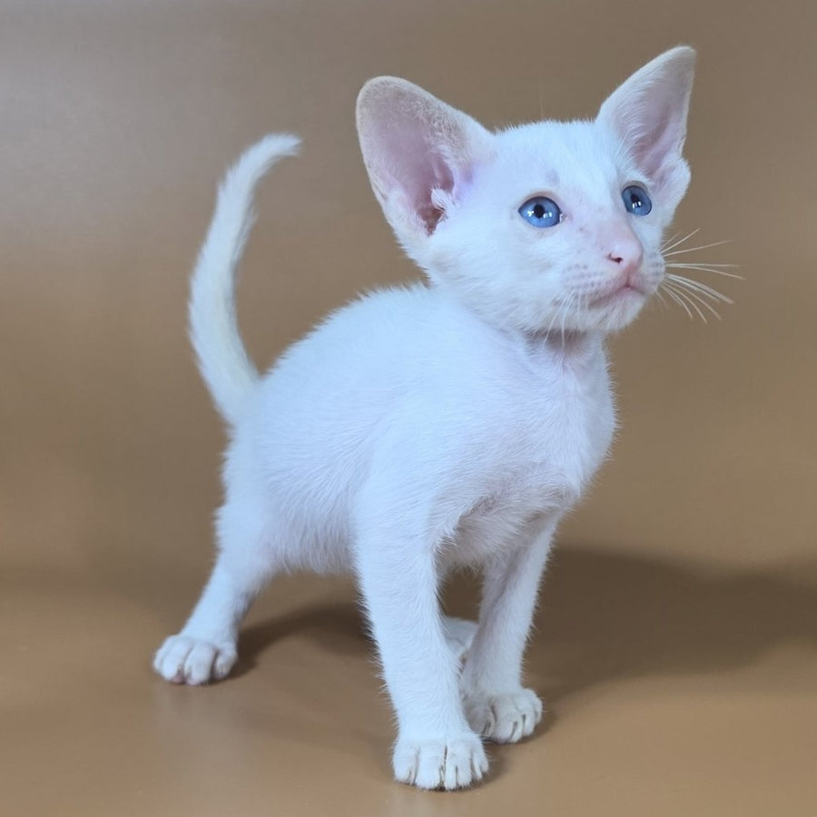 Draco Siamese male, red
