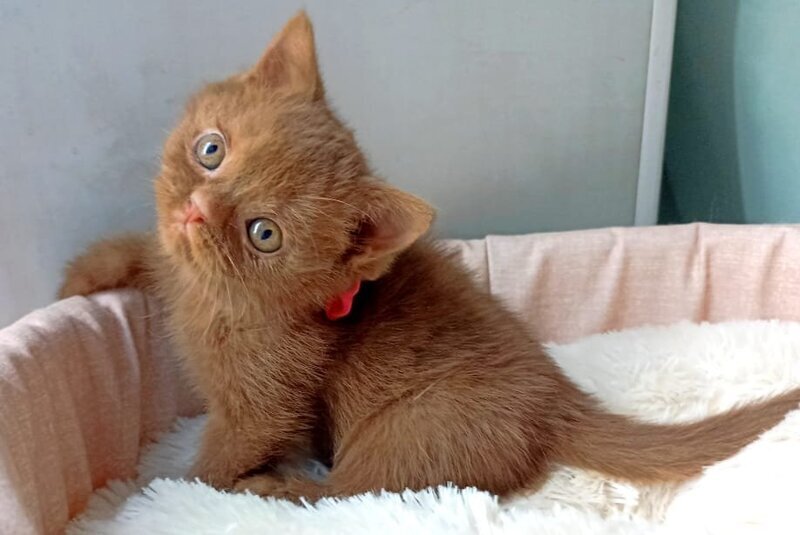 Camelia British Shorthair female, cinnamon