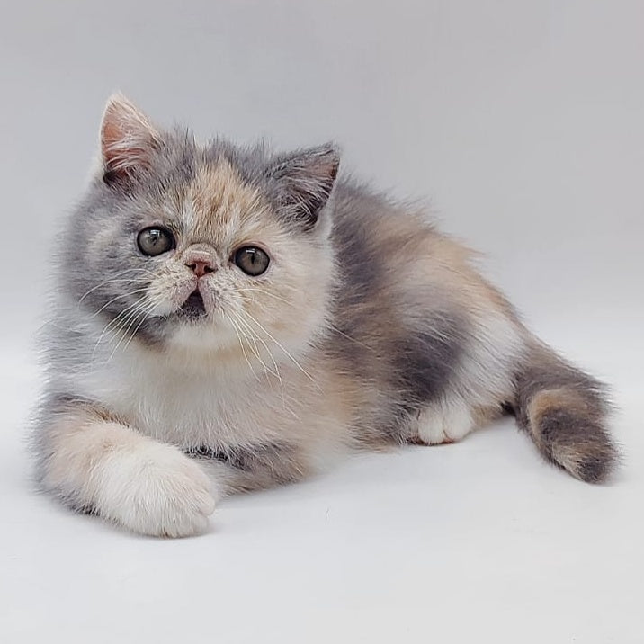 Klava Exotic female, blue tortie bicolour