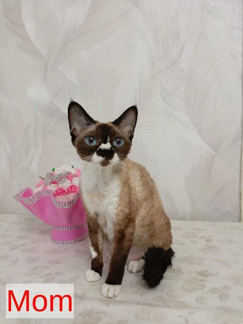 Mercedes Devon Rex female blue pointed bicolour - live animals