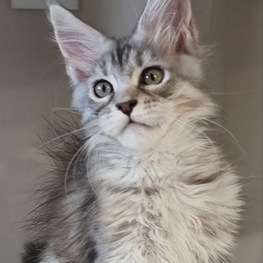 Elit Maine Coon male, black silver spotted tabby
