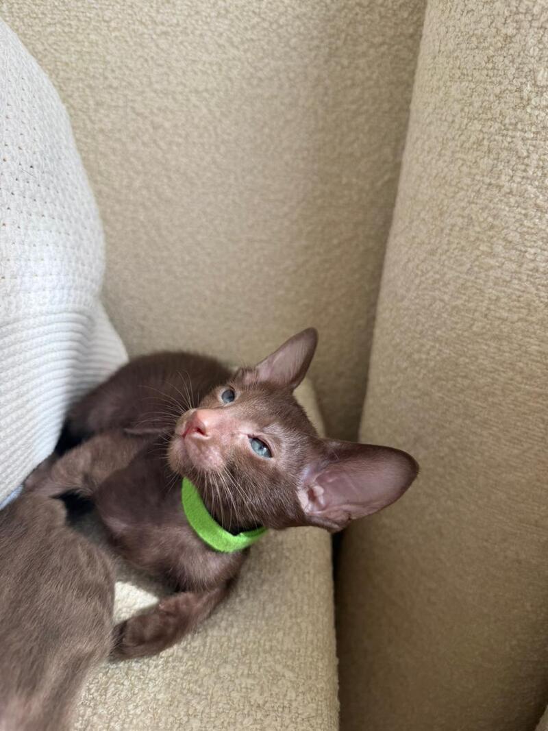 Aston Oriental Shorthair male chocolate - live animals