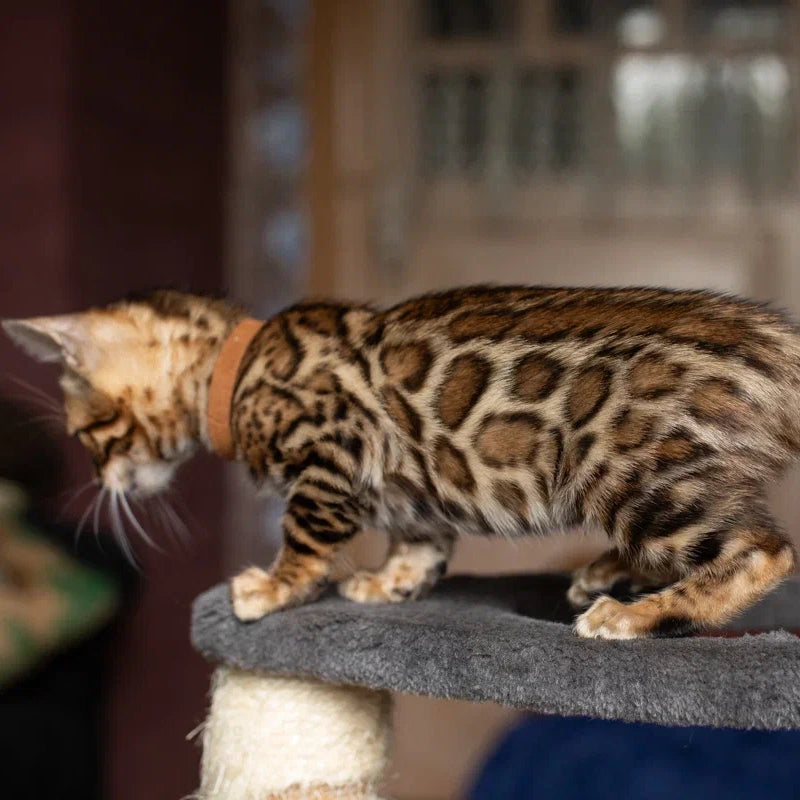 Winston Bengal male, black spotted tabby