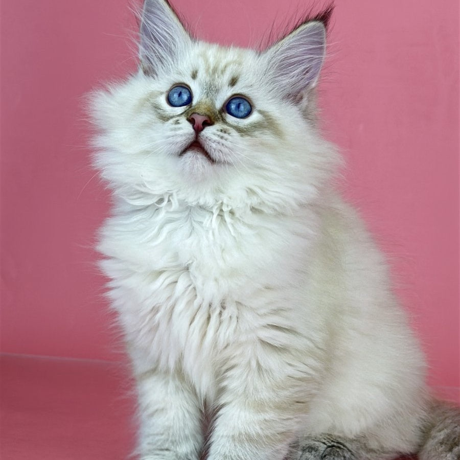 Bastian Siberian male, black tabby pointed bicolour