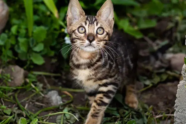 Ulf Bengal male black spotted tabby - live animals