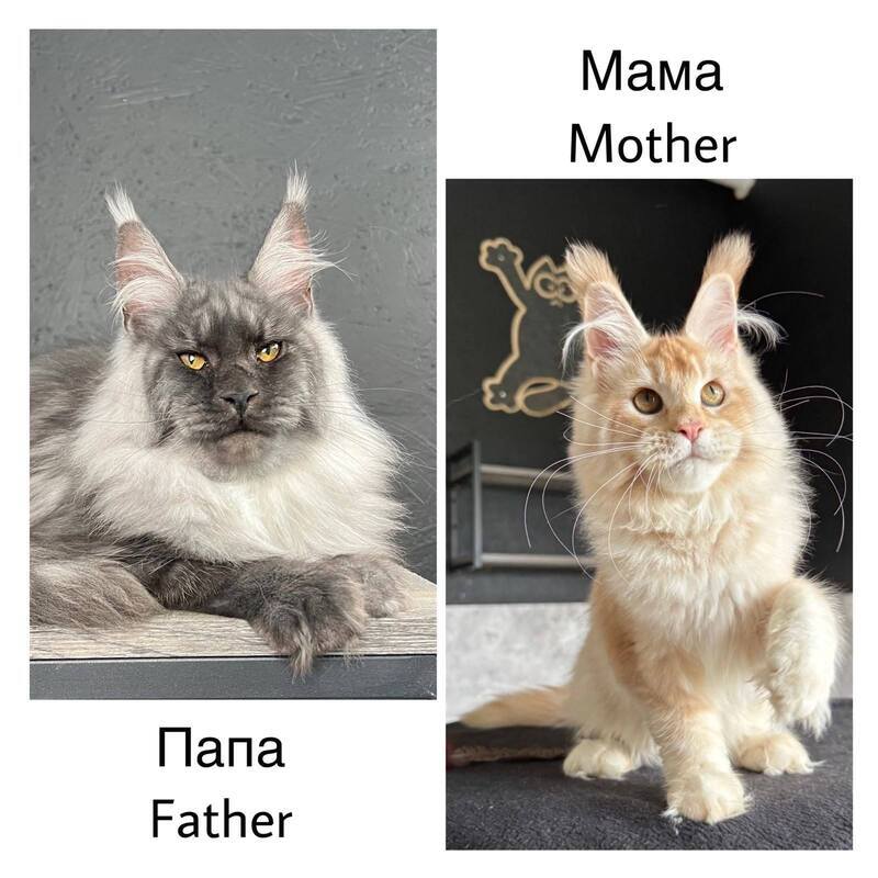 Han-Solo Maine Coon male, red silver ticked tabby