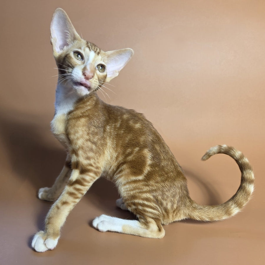 Xylan Oriental Shorthair male, red tabby mitted
