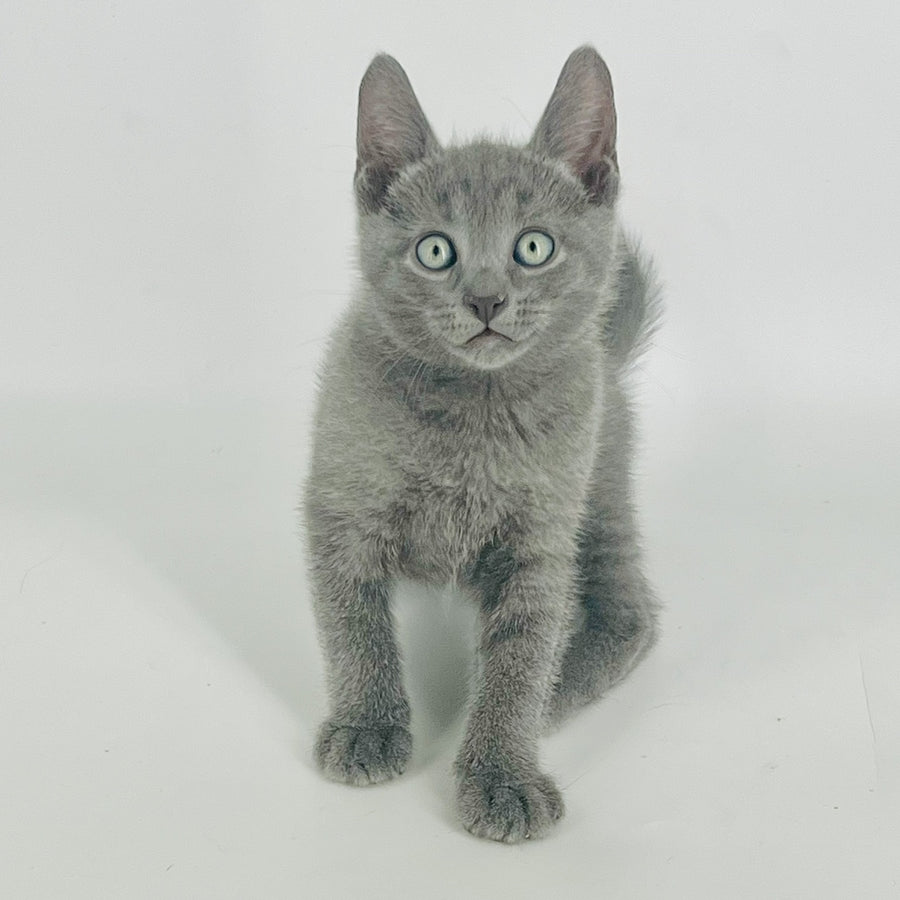 Archie Russian Blue male, blue
