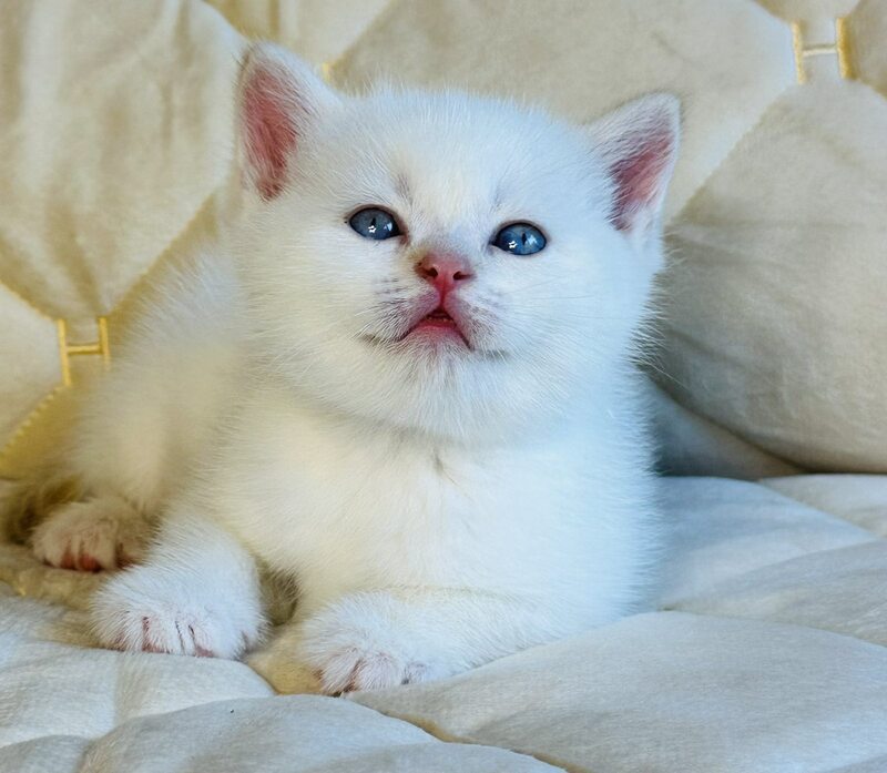 Elio British Shorthair male, red golden shaded pointed