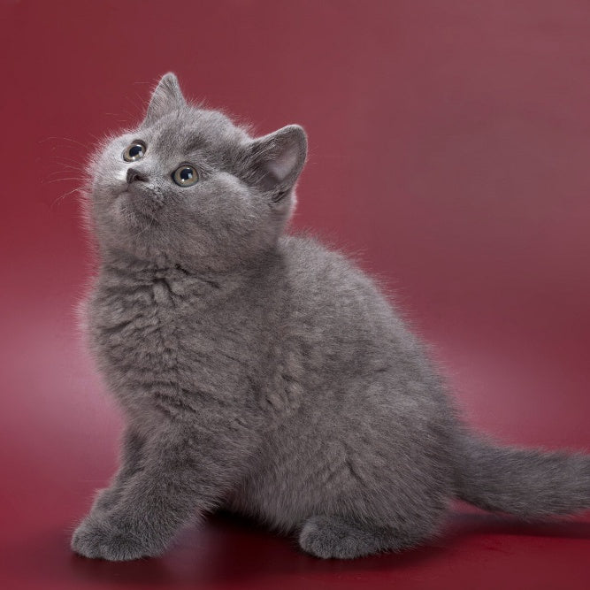 Percy British Shorthair male, blue