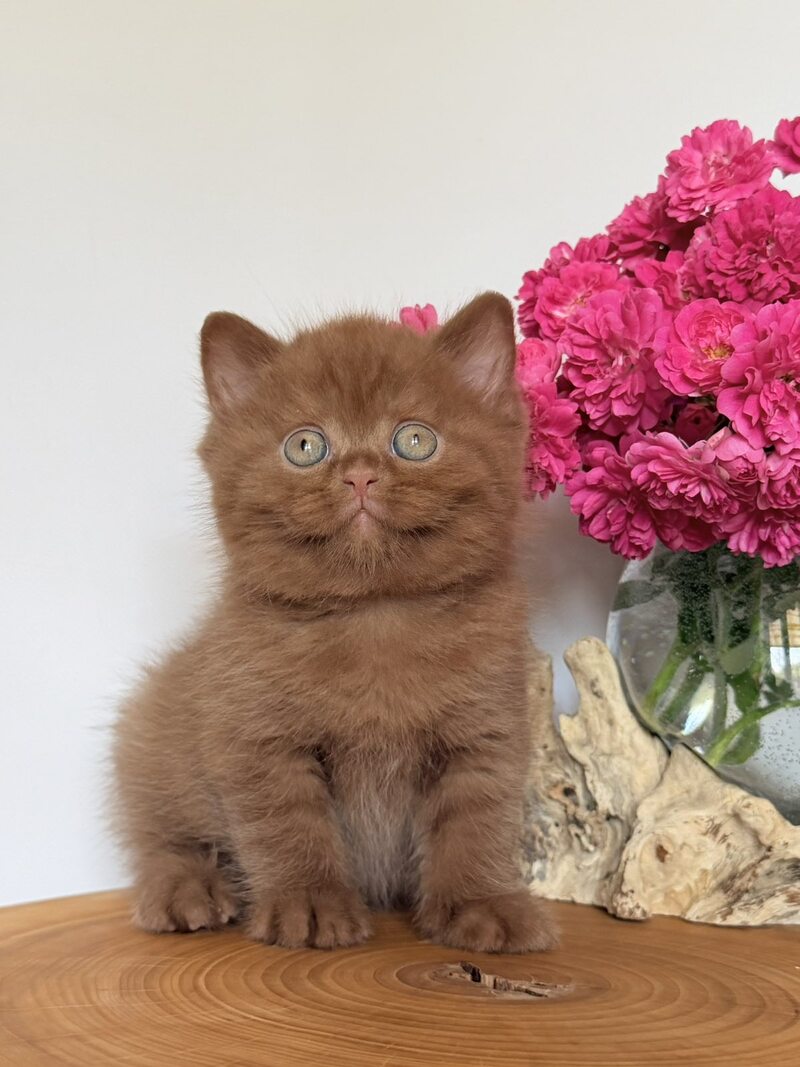 Fudge British Shorthair male, cinnamon