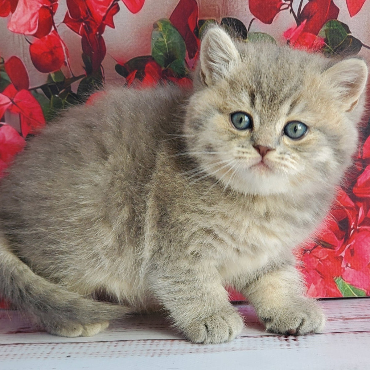 Hugo British Shorthair male, blue golden ticked tabby