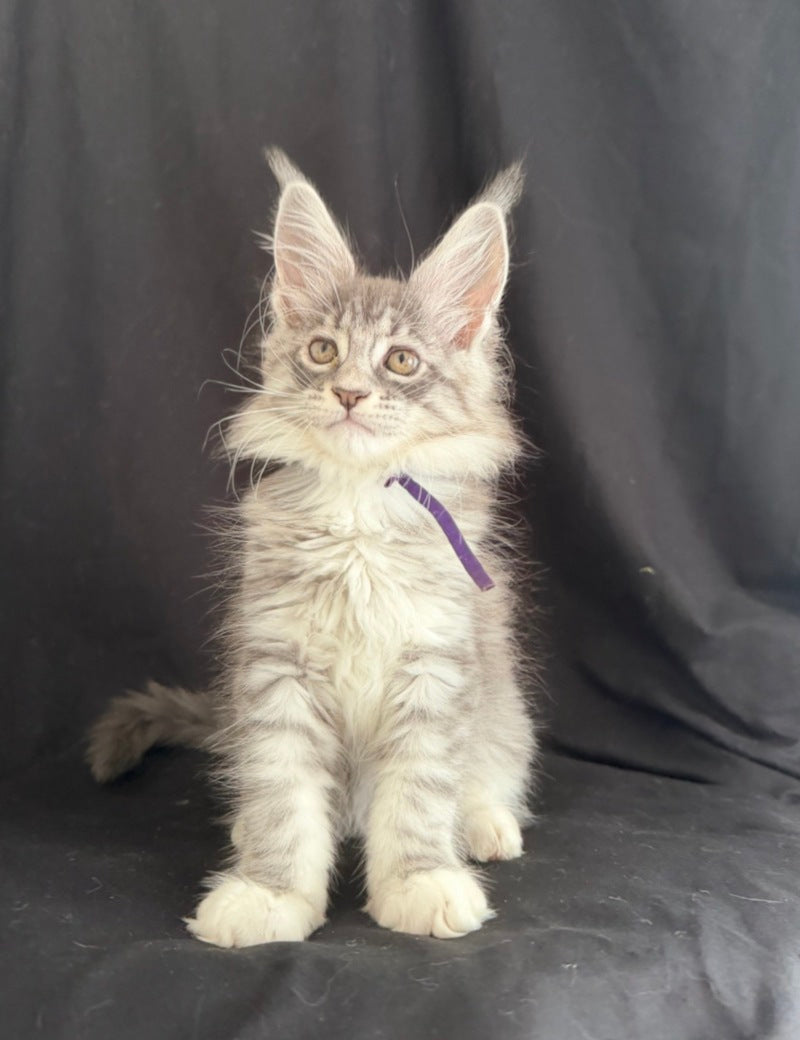 Zibo Maine Coon male, blue silver tabby with white