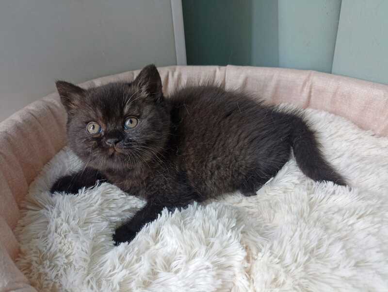Gerda British Shorthair female black - live animals