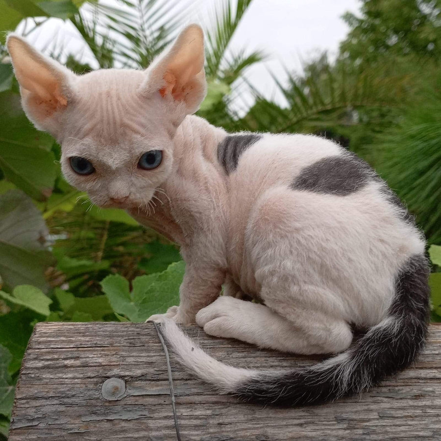 Piero Devon Rex male, black harlequin