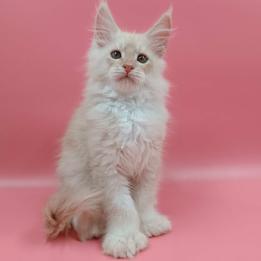 Julian Maine Coon polydactyl 6x6x6x6 male, cream silver