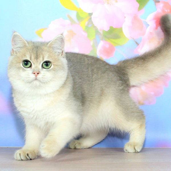 Queen British Shorthair female, blue golden shaded