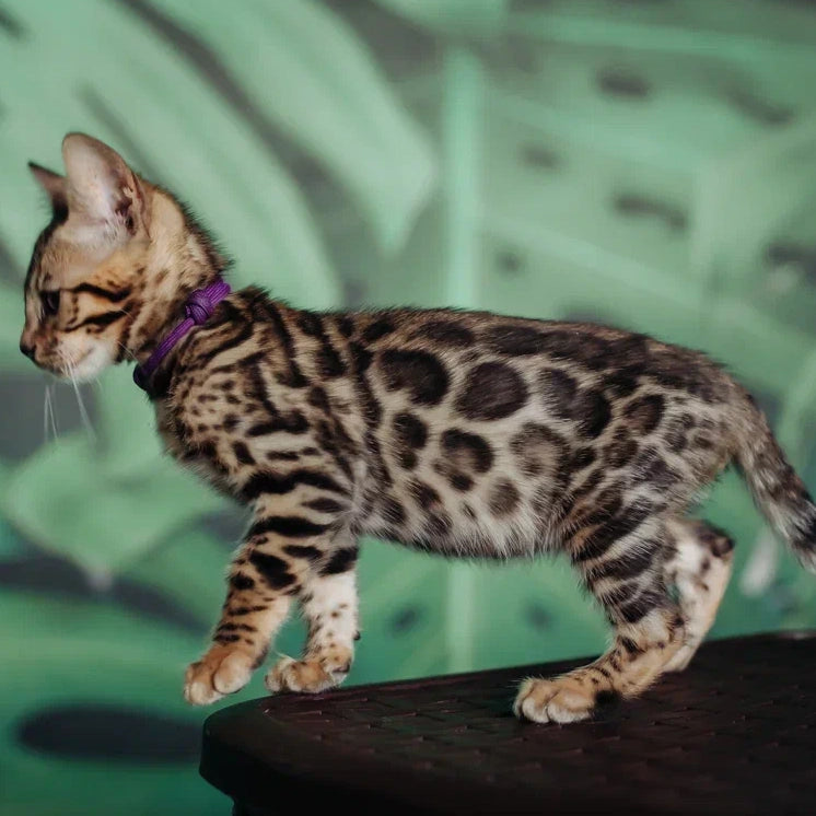 Frida Bengal female, black spotted tabby