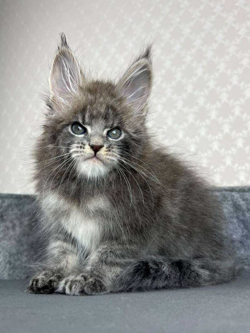 Paradise Maine Coon male, blue tabby
