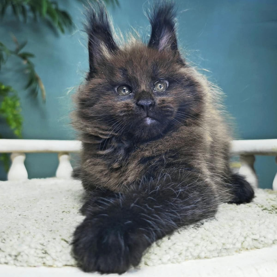 Grindelwald Maine Coon male, black