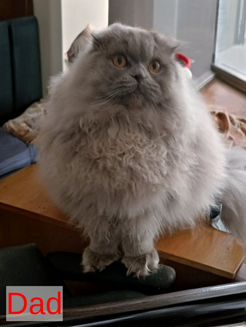 White Crazy Scottish Fold male white live animals