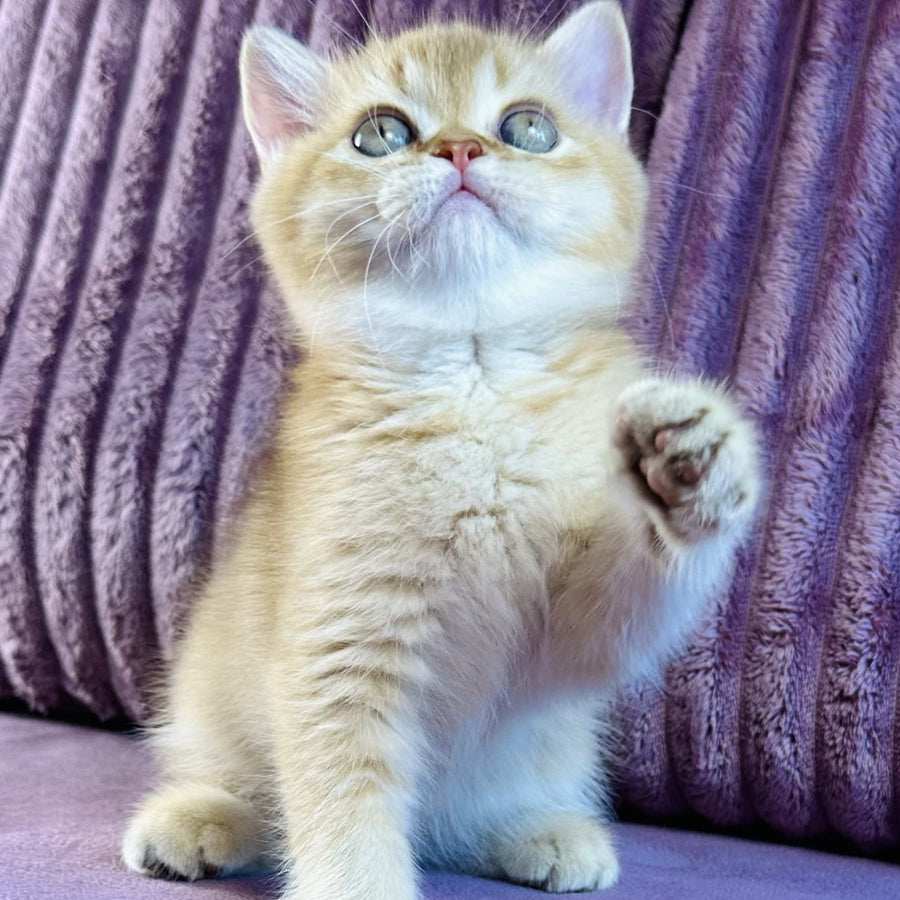 Golden Rose British Shorthair female, cinnamon golden shaded