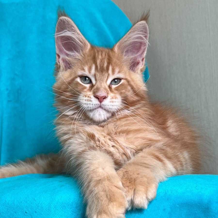 Zlatozar Maine Coon male, red tabby