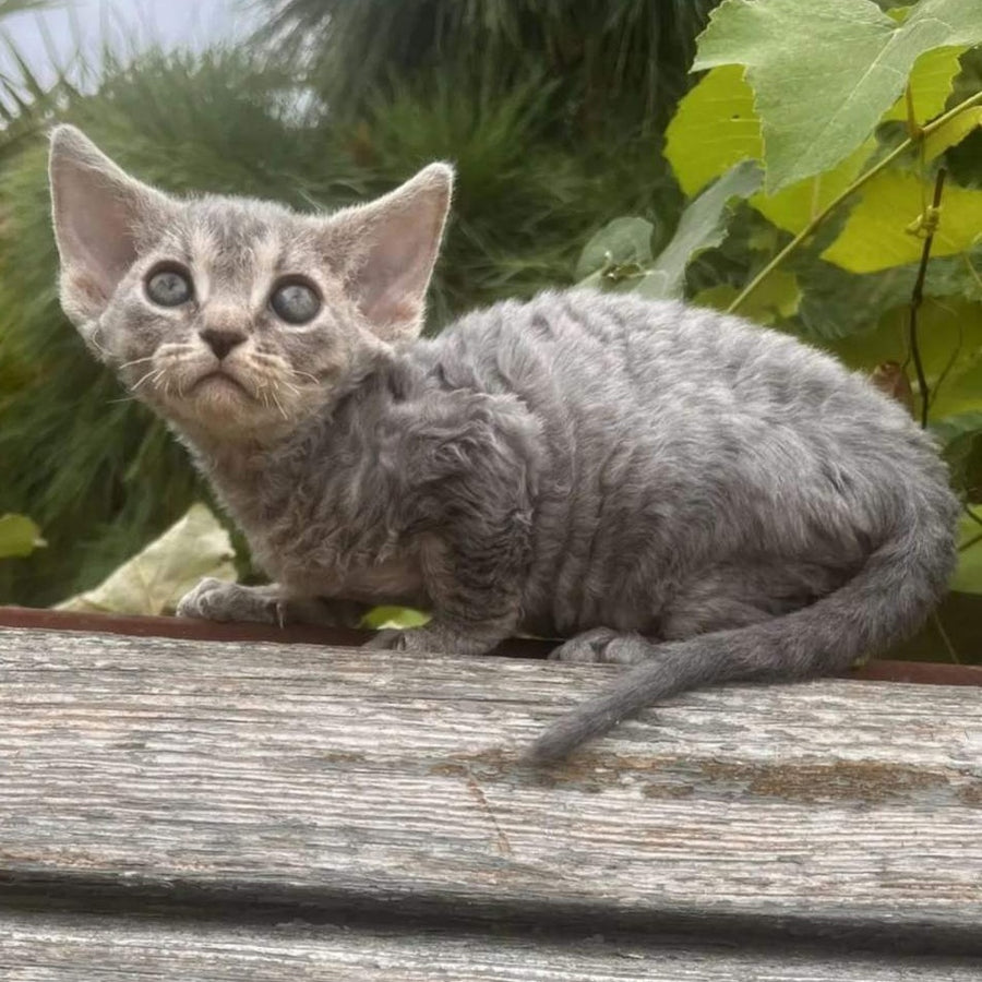 Stiksi Devon Rex female, blue tabby