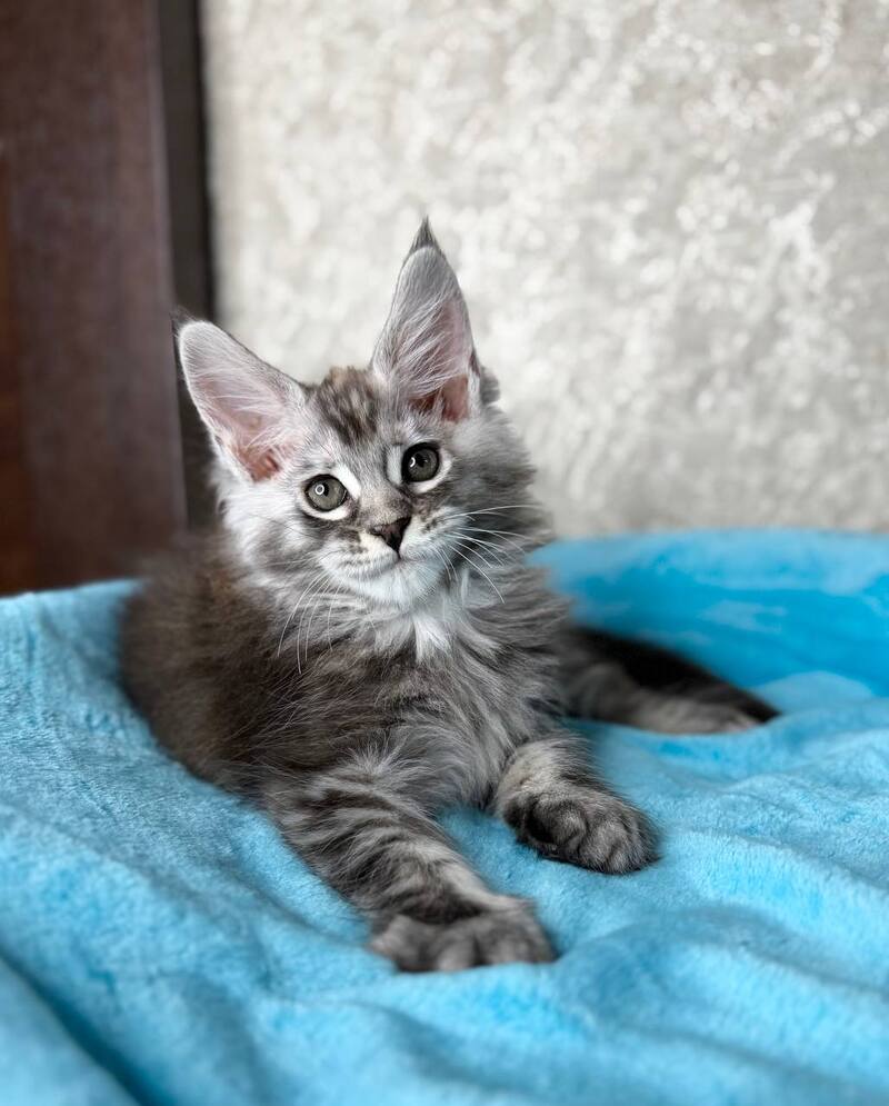 Zlata Maine Coon female, black silver ticked tabby