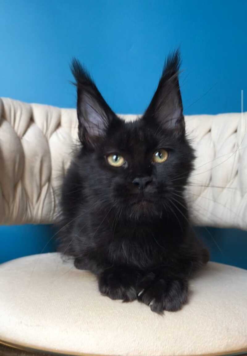 Vlastelina Maine Coon female black - live animals