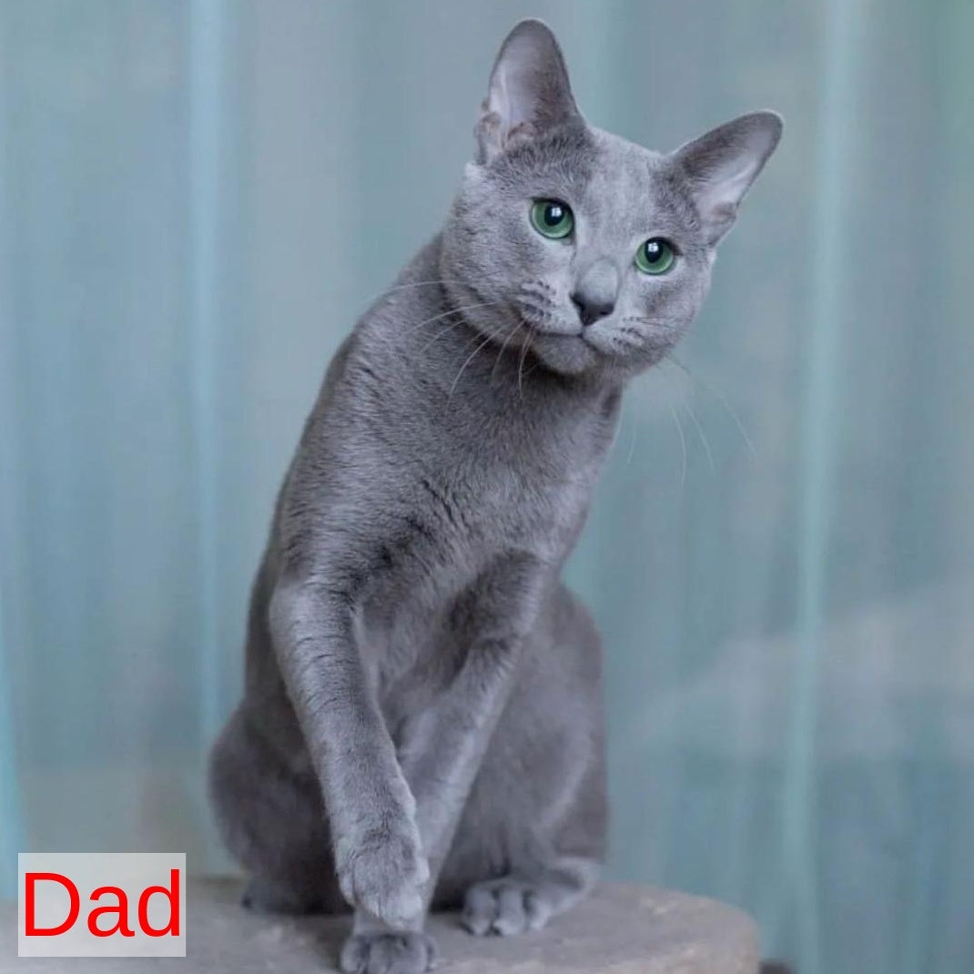 Ford Russian Blue male, blue