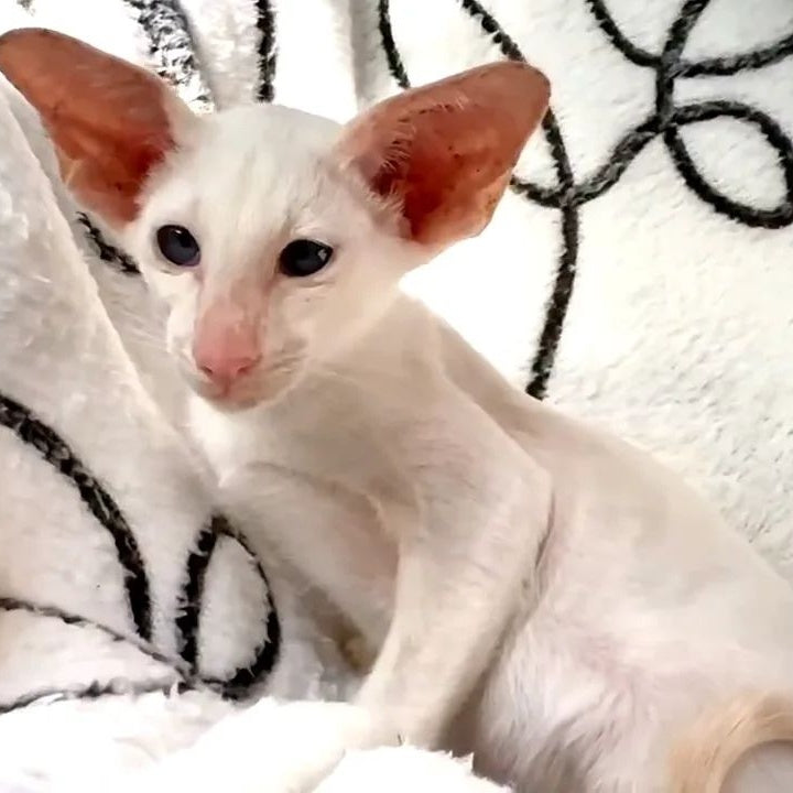 Arcadiy Siamese male, cream
