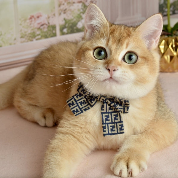 Sirius British Shorthair male, black golden chinchilla