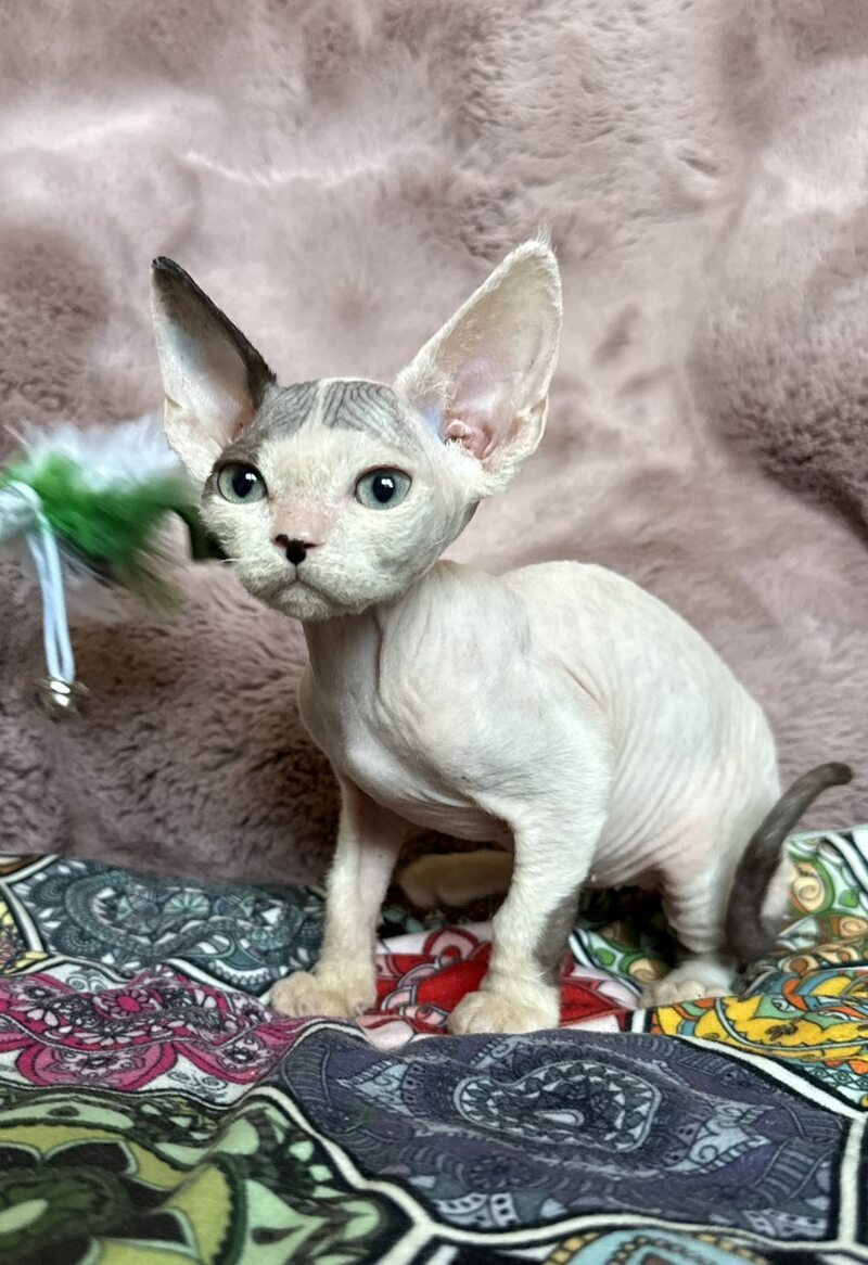 Van Devon Rex male, black harlequin